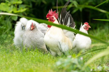 les animaux du jardins des roches a fondettes pres de tours